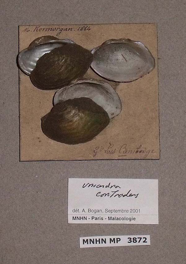 specimen