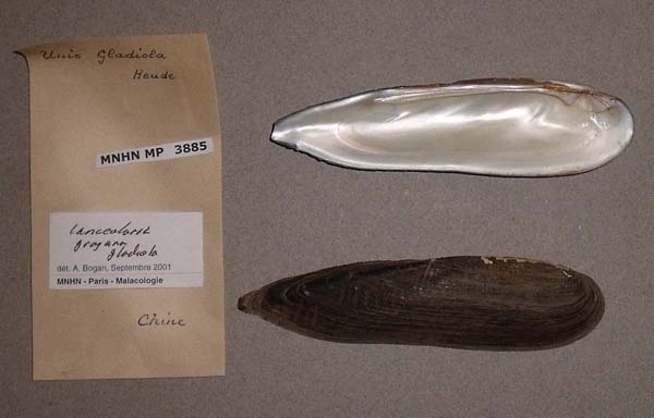 specimen