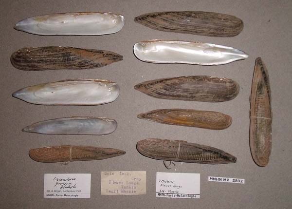 specimen