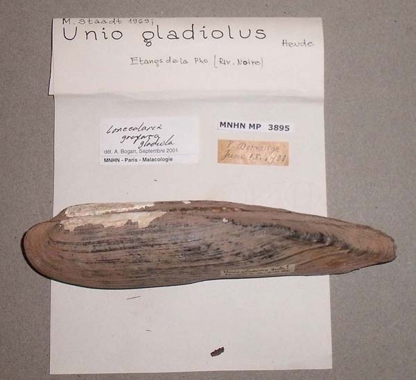 specimen