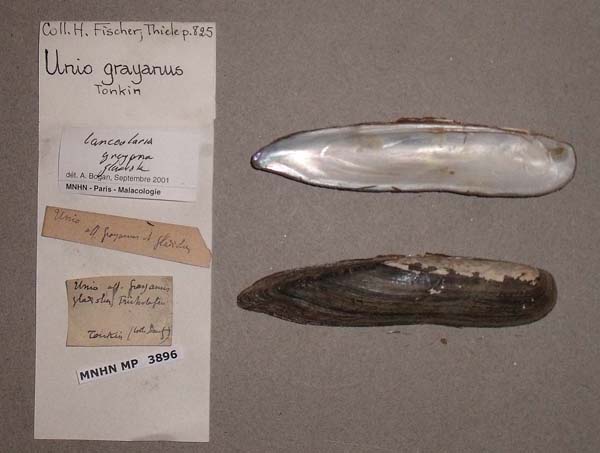 specimen
