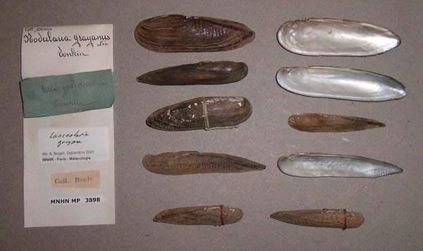 specimen