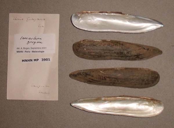 specimen