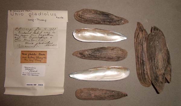specimen