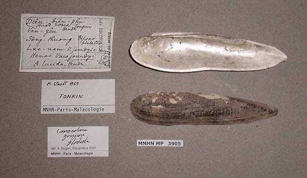 specimen