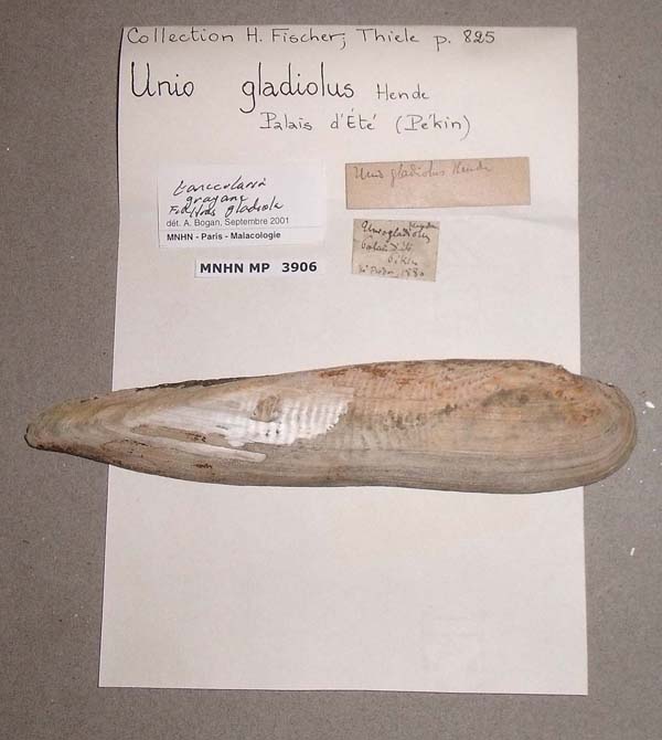 specimen