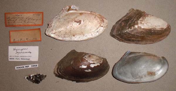 specimen
