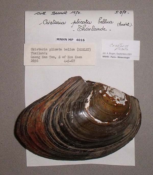 specimen