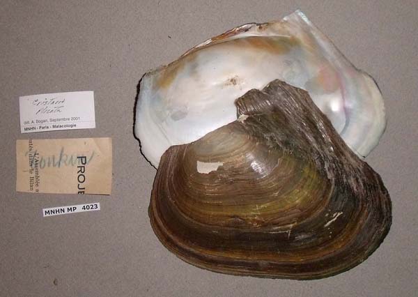 specimen