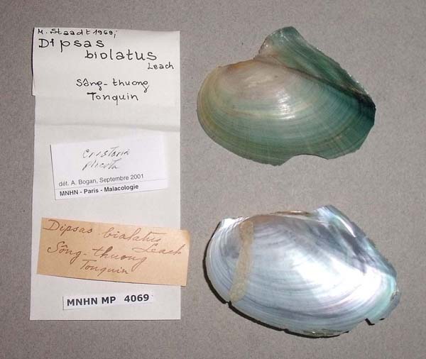 specimen