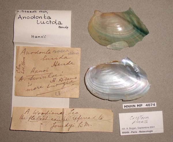 specimen