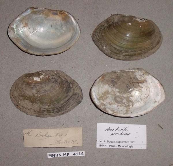 specimen