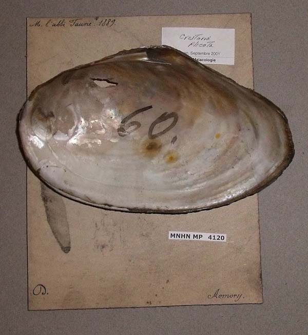 specimen