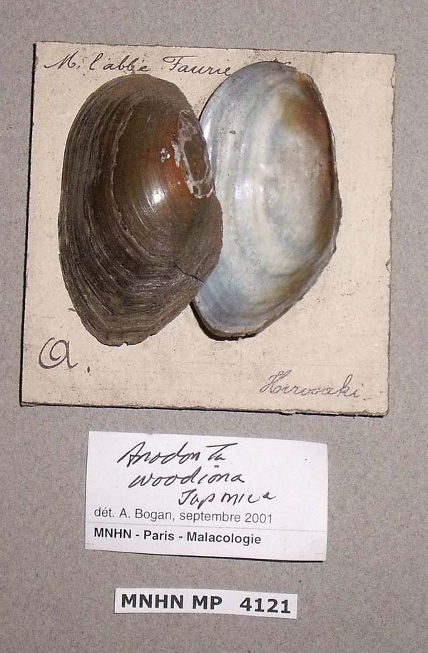 specimen