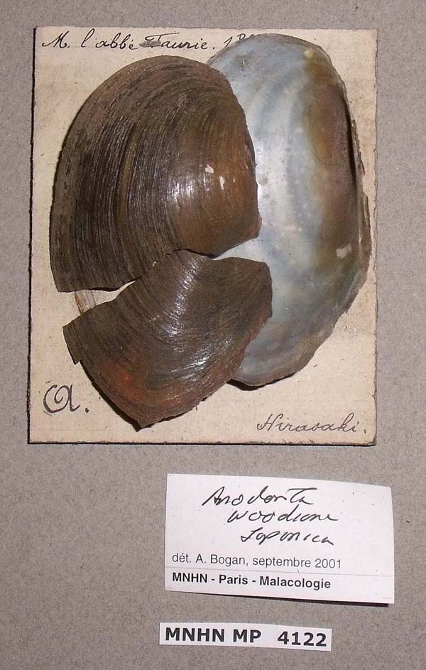 specimen