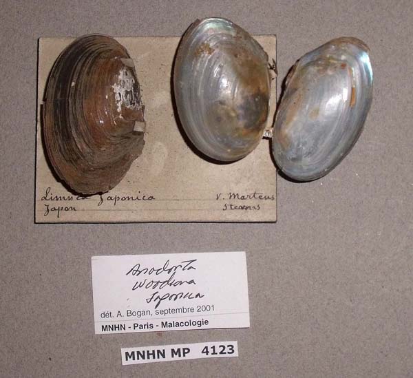 specimen