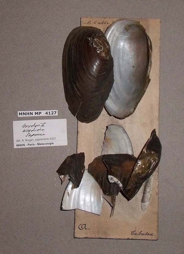 specimen