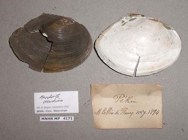 specimen
