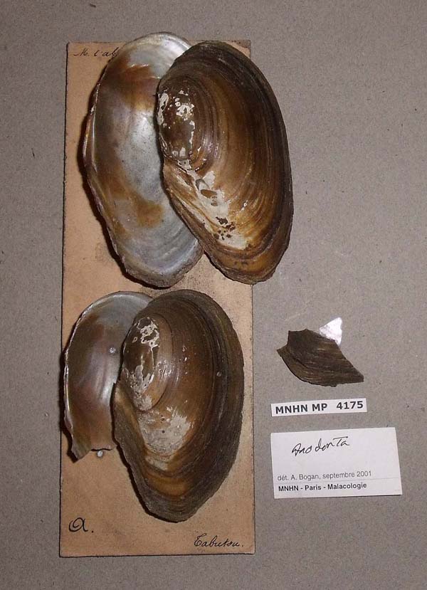 specimen