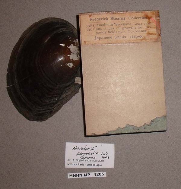 specimen