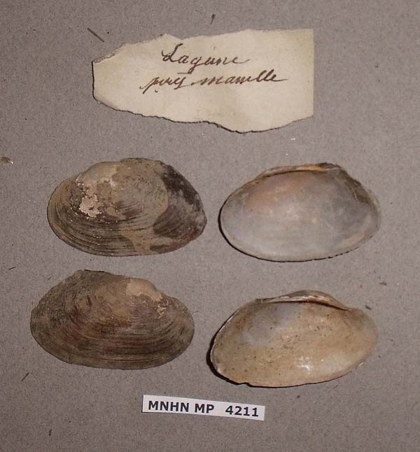 specimen