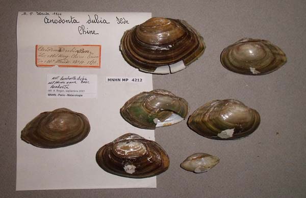 specimen