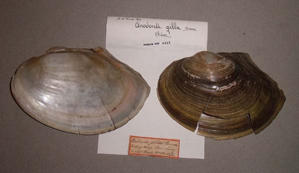 specimen