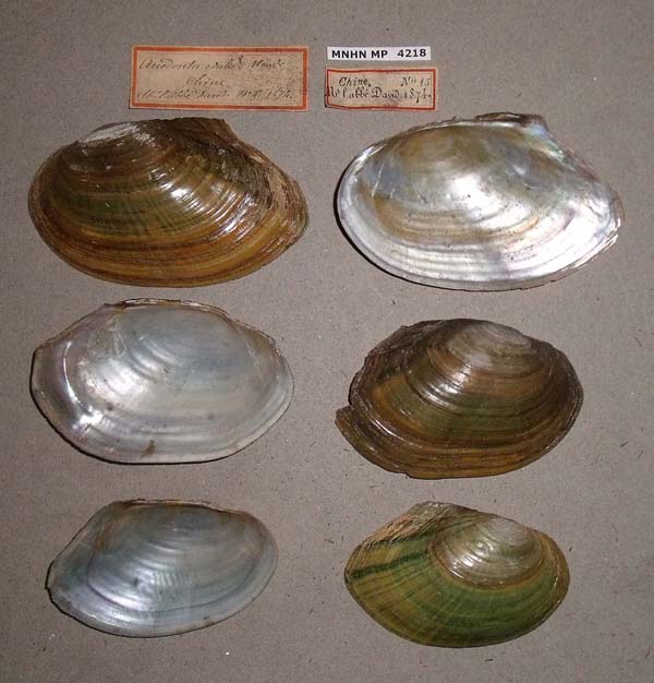 specimen