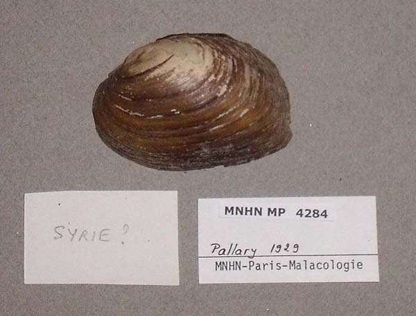 specimen