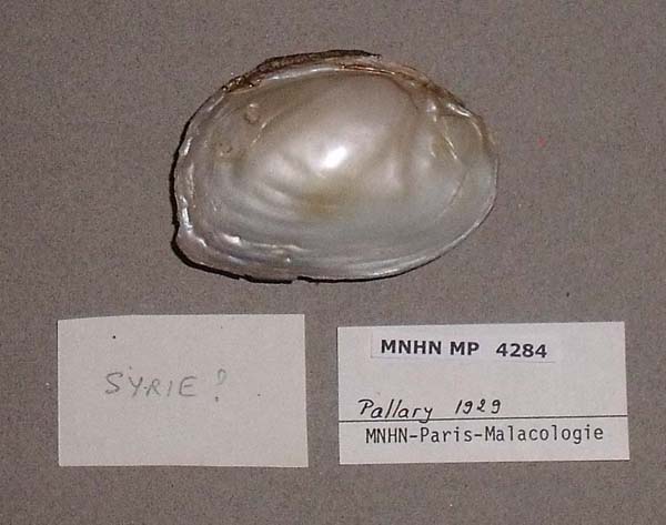 specimen