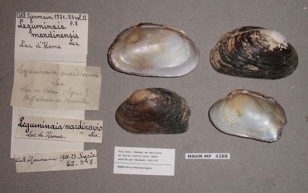 specimen