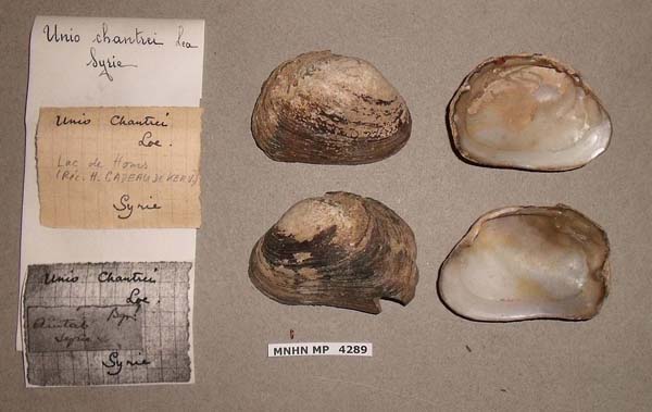 specimen