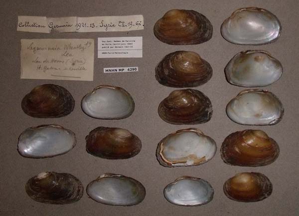 specimen