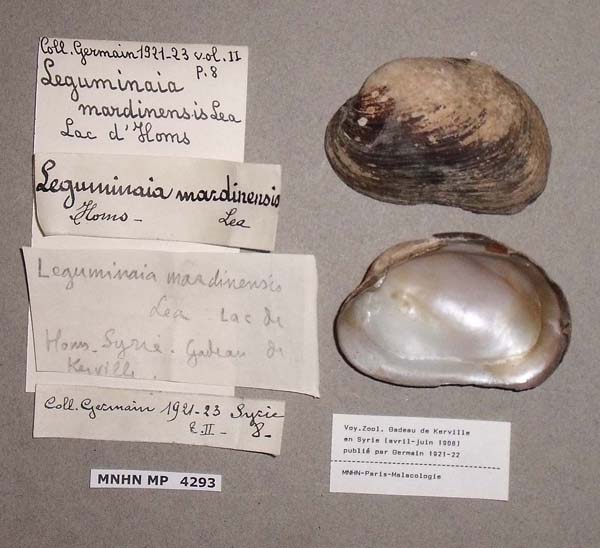 specimen