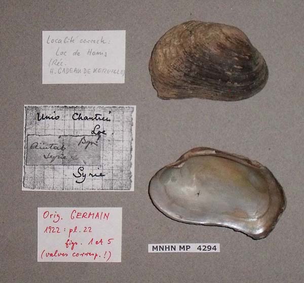 specimen