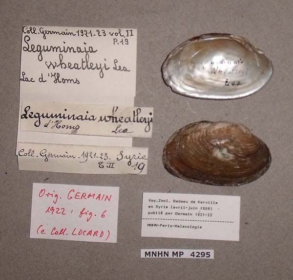 specimen