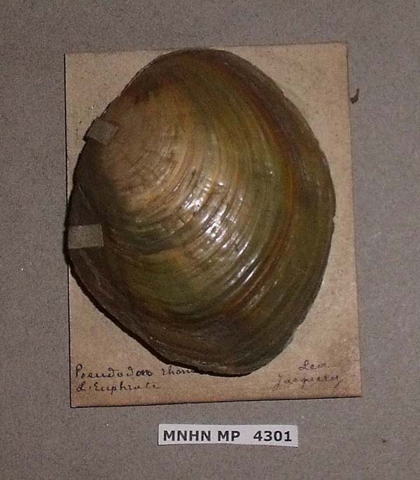 specimen
