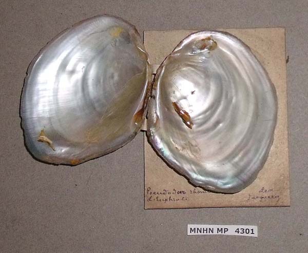 specimen
