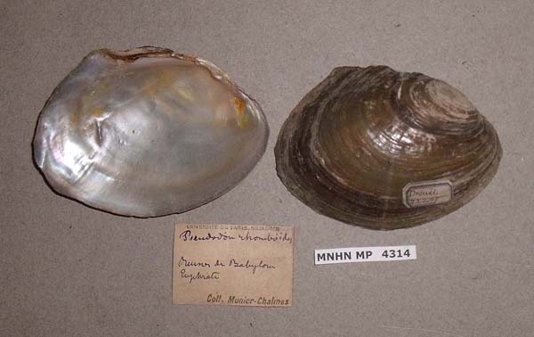 specimen