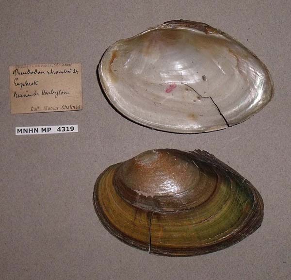 specimen