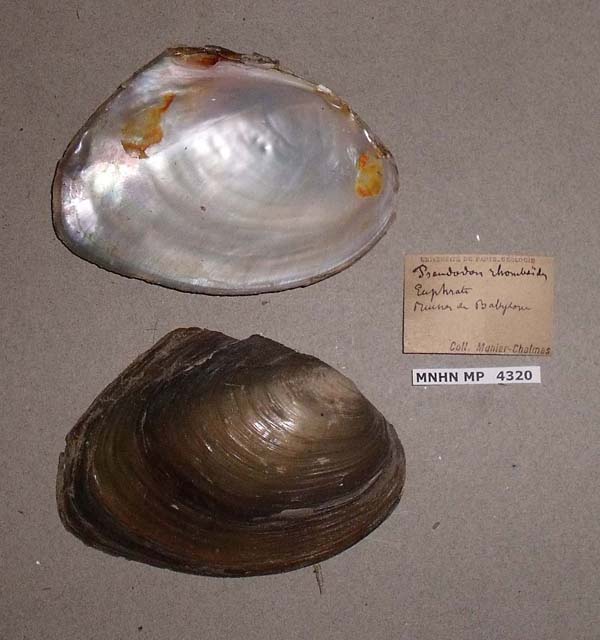 specimen