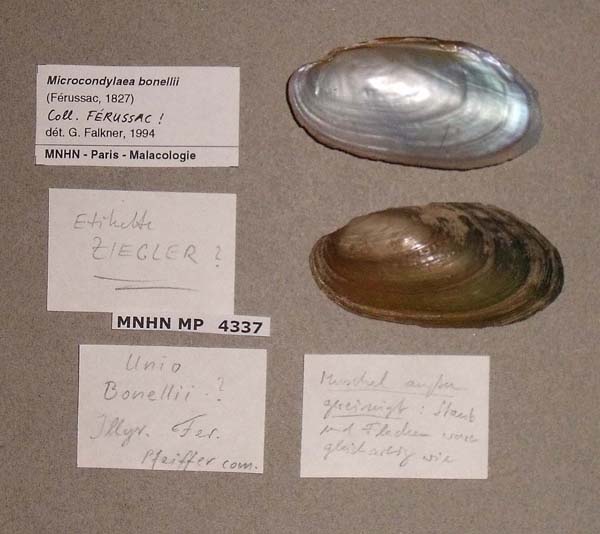 specimen