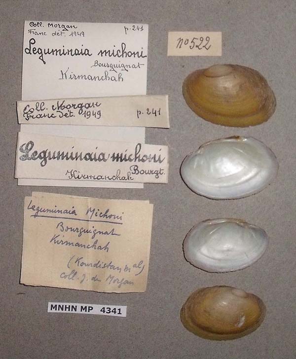 specimen