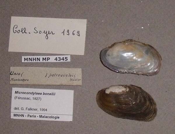 specimen