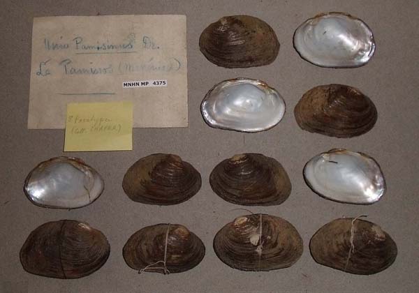 specimen