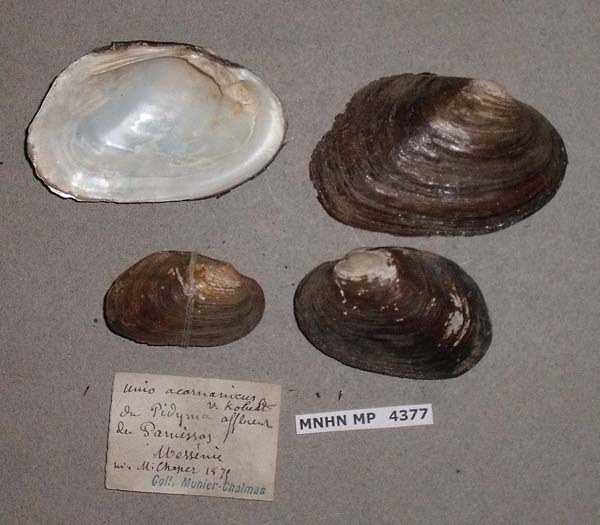 specimen