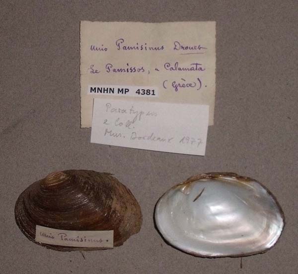 specimen