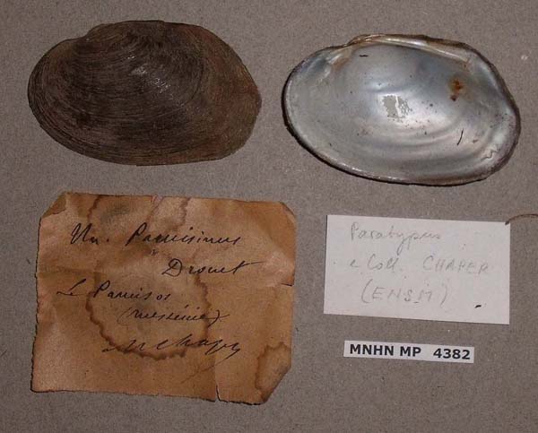 specimen