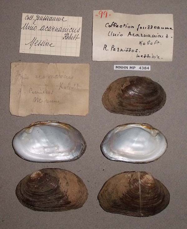 specimen