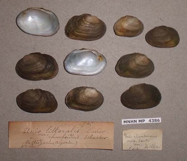 specimen